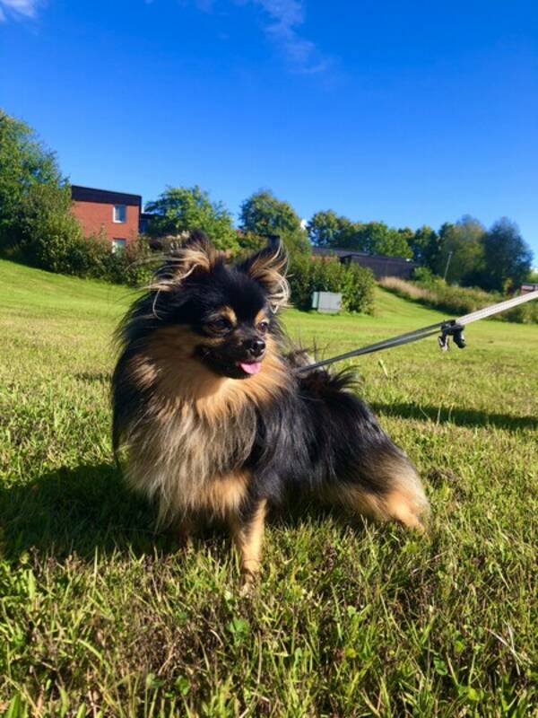 Hund - Harry