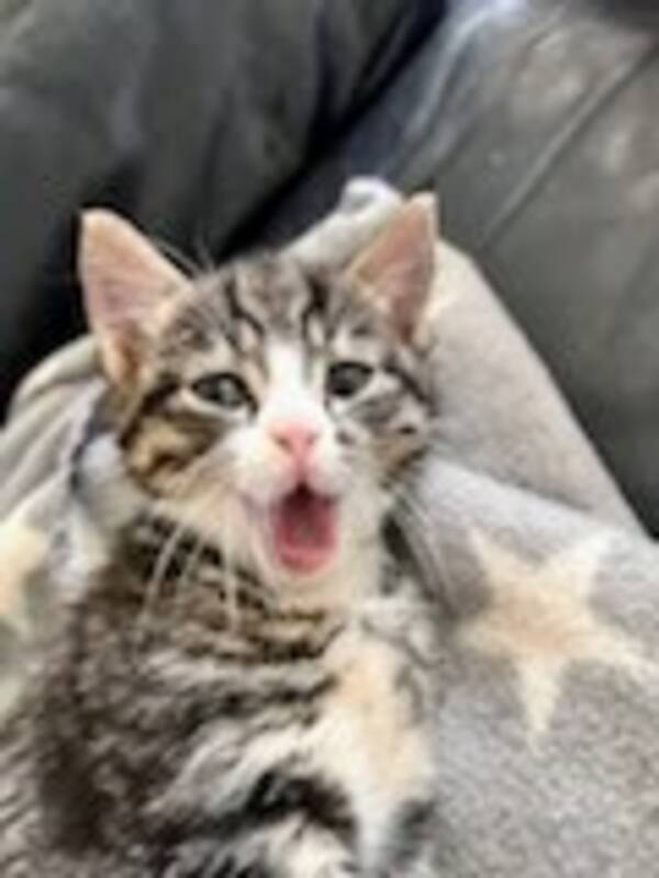 Katt - Ungen. Snart et r 