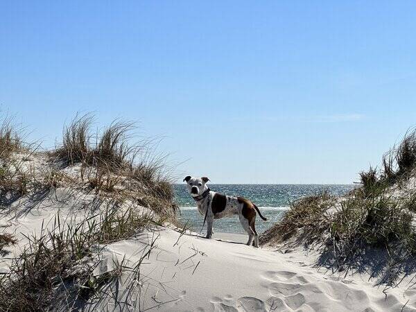 Hund - Ester