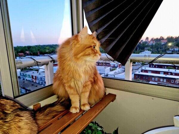 Katt