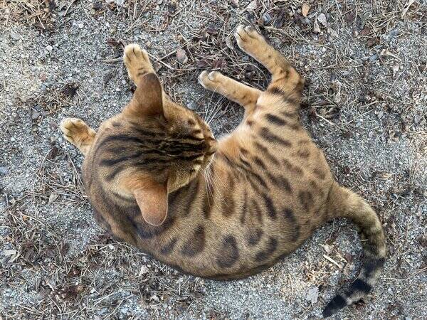 Katt - Bengalen Leoni 