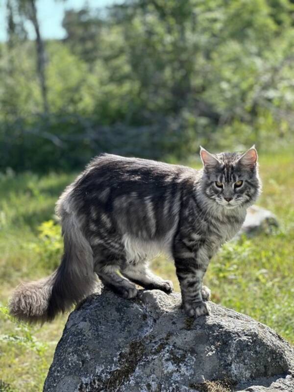 Katt - Maine coon (kattunge) Teodor aka. Gr