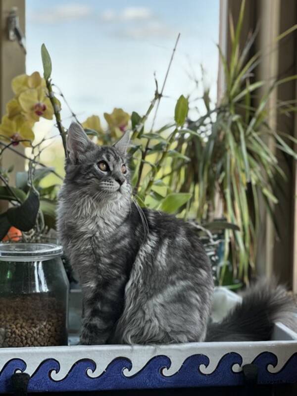 Katt - Maine coon (kattunge) Teodor aka. Gr
