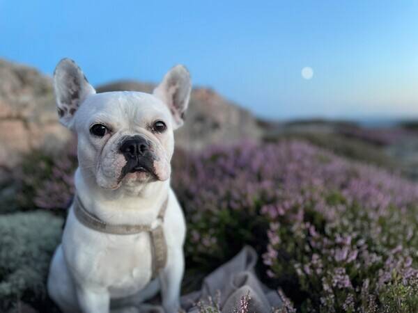 Hund - Bibbi
