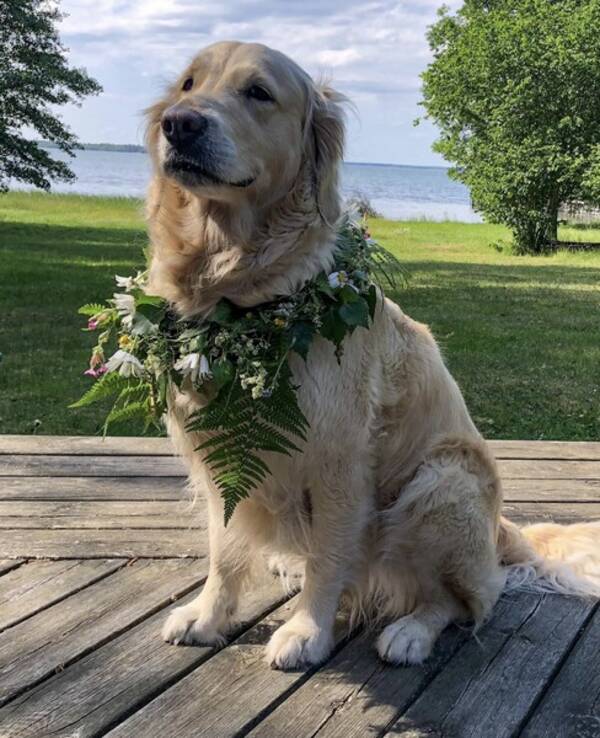 Hund - Ella Golden Retriver