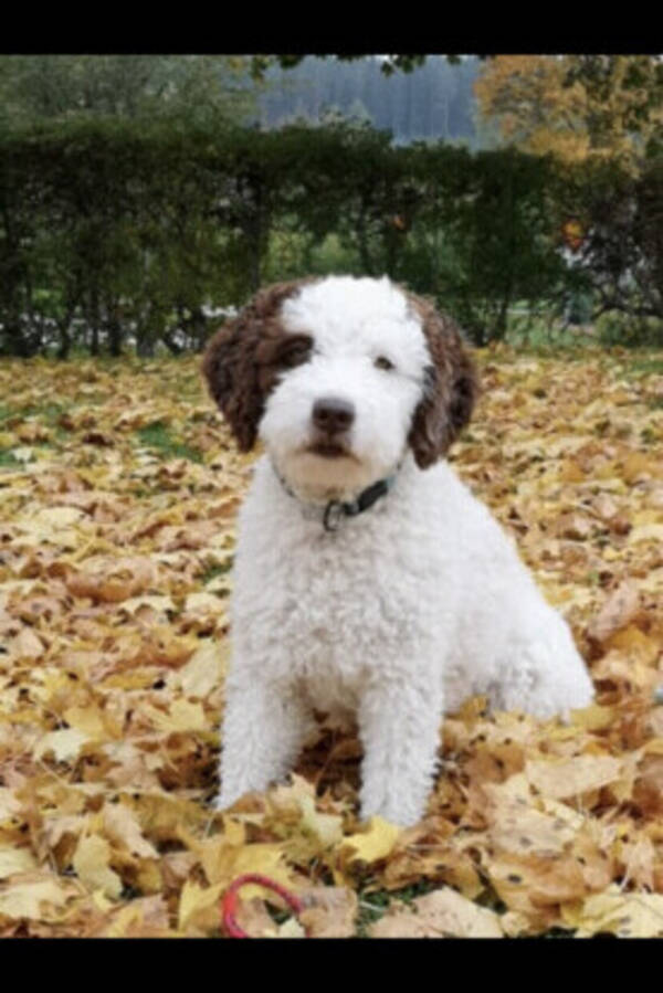 Hund - Spansk vattenhund Amigo