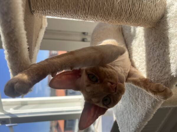 Katt - devon rex Leo