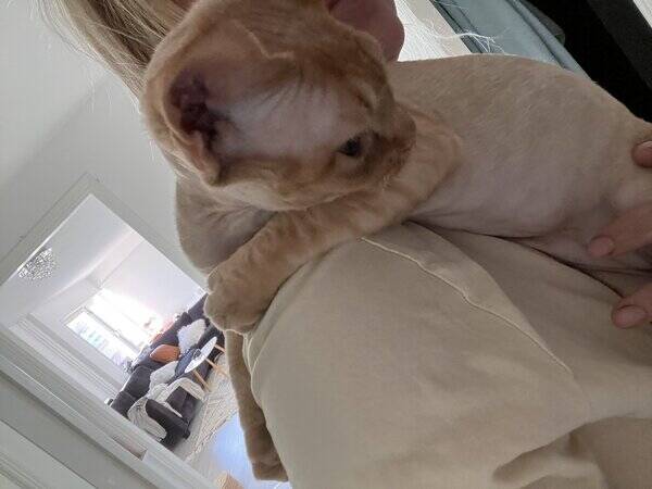 Katt - devon rex Leo
