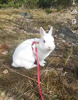 Hermelin Kanin Hermelin Kanin