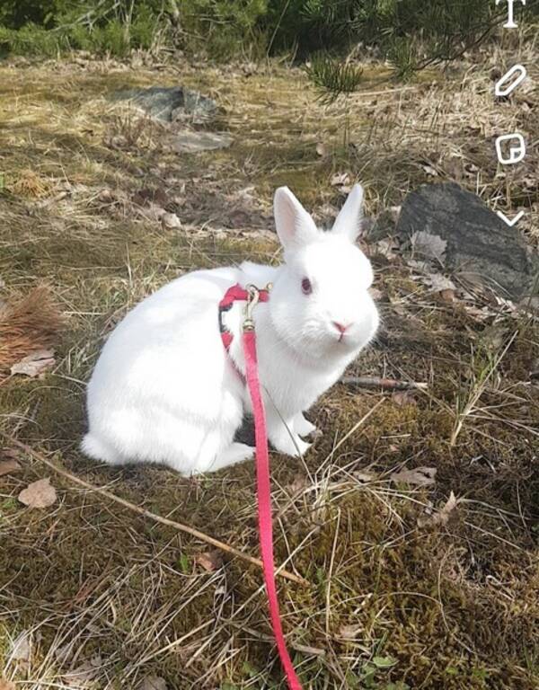 Annet - Hermelin Kanin