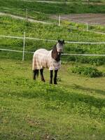 Ponnien Rose  Ponnien Rose