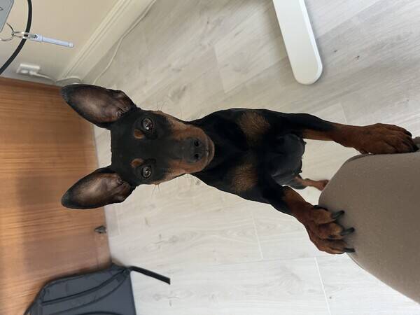 Hund - Dvärgpinschern Sia