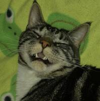 Katten Morris