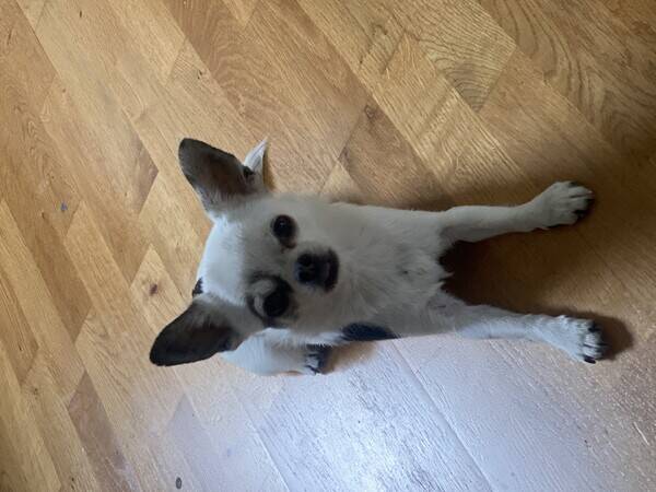 Hund - Chihuahua Zoey 