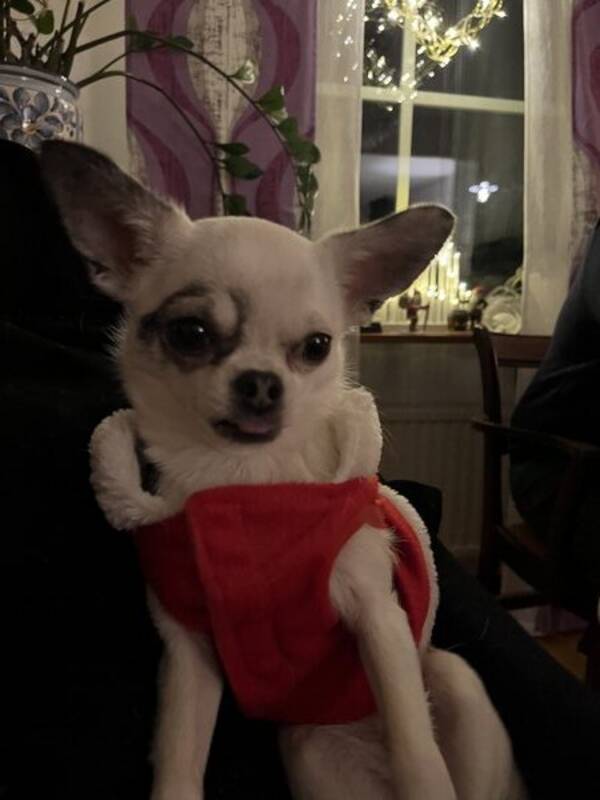 Hund - Chihuahua Zoey 