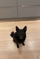 Norsk Sort Elghund Bella Norsk Sort Elghund Bella