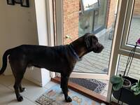 Broholmer Fenris Broholmer Fenris