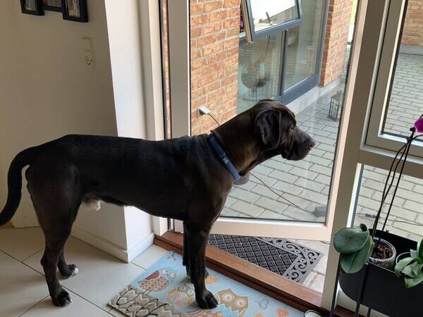 Hund - Broholmer Fenris