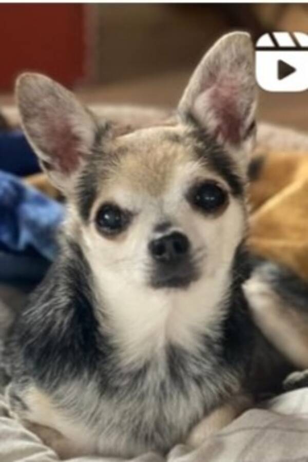 Hund - Chihuahua 