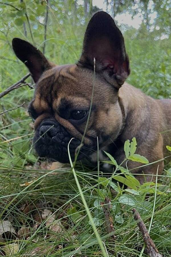 Hund - Fransk bulldog, Nomi