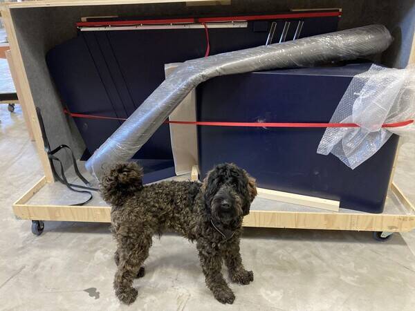 Hund - Golden doddle