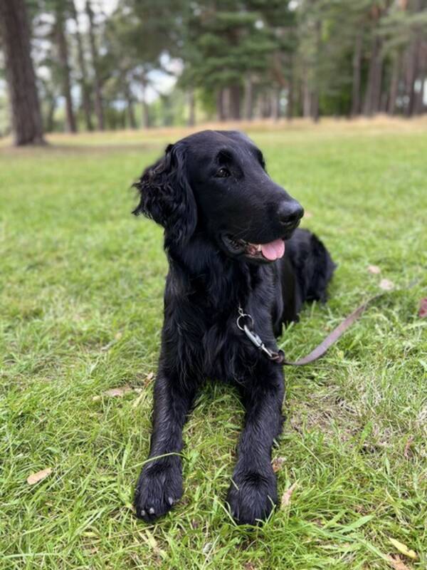 Hund - Flatcoated retriever som heter Grn