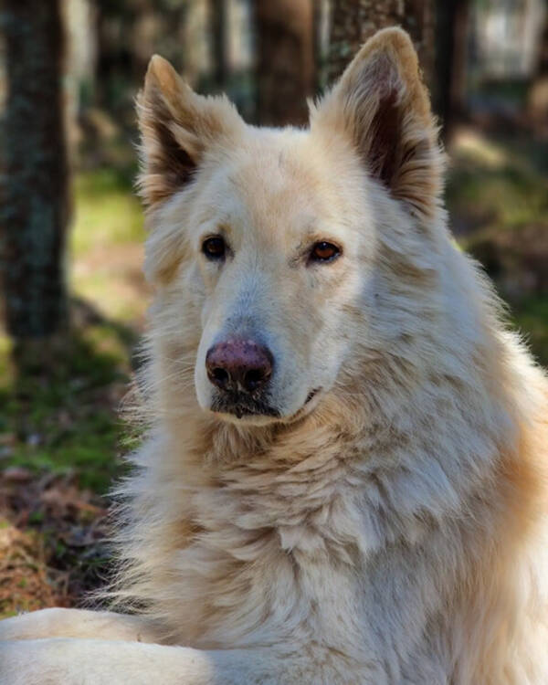 Hund - Thor Vit herdehund