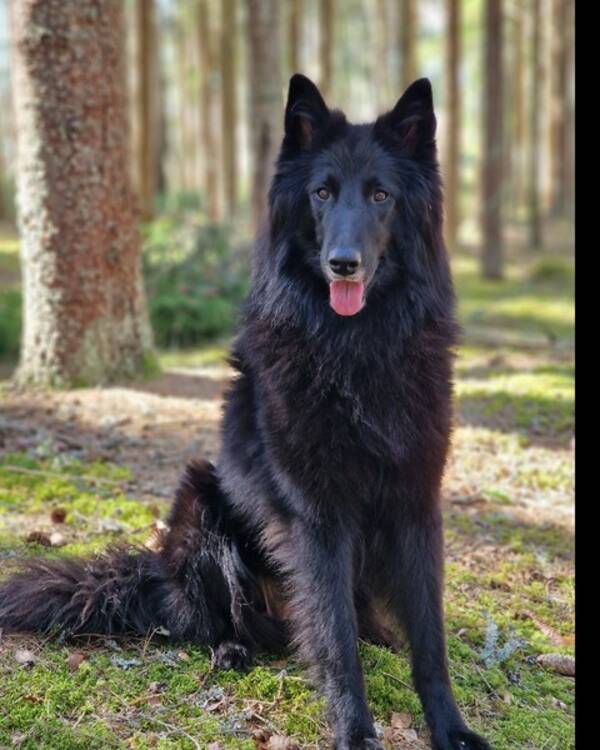 Hund - Ninja Groenendal