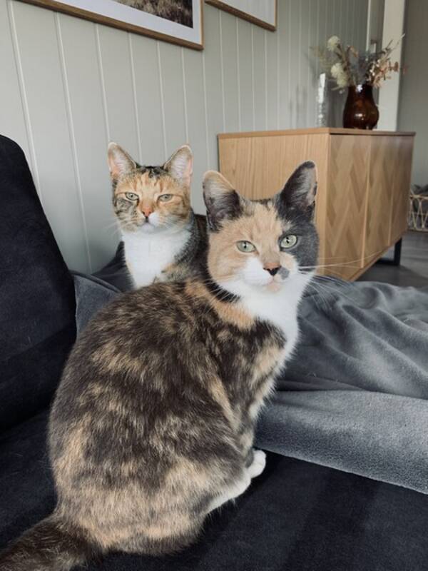 Katt - Fremste katt p bildet-Synne