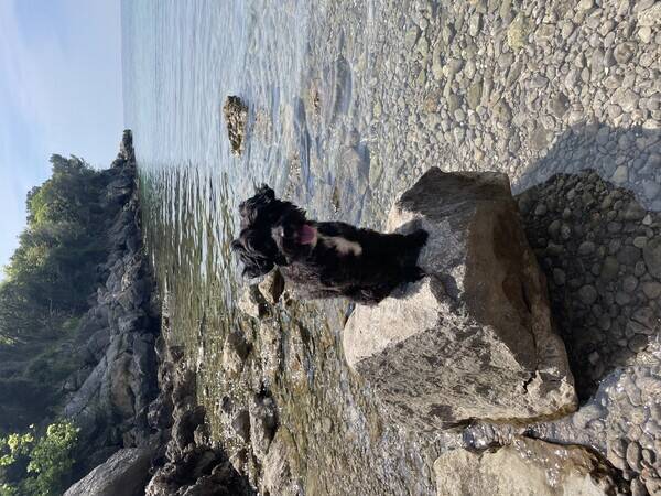 Hund - Majken, svart/vit hund