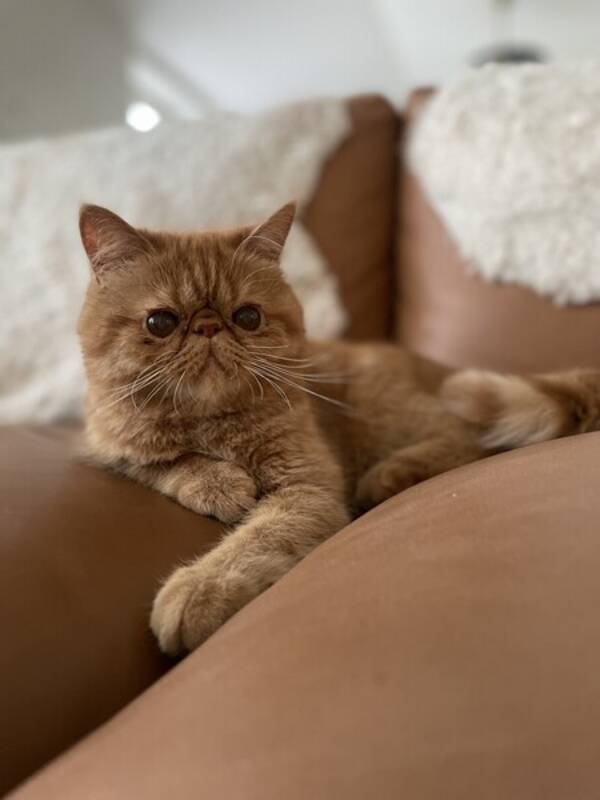 Katt - Exotic Persian