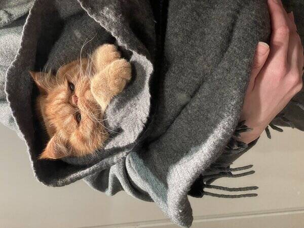 Katt - Exotic Persian