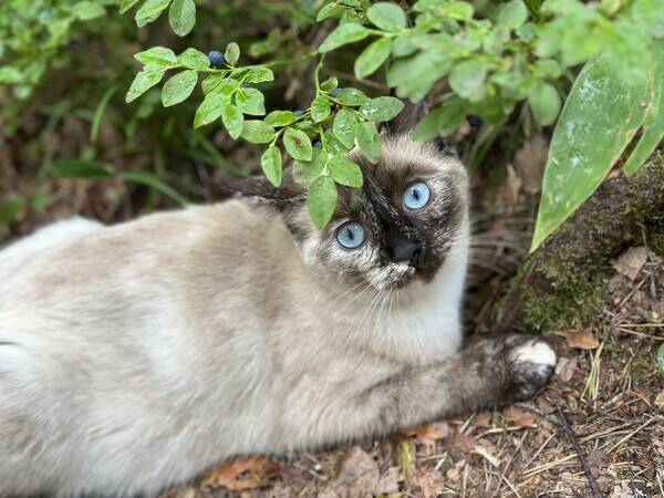 Katt - Katten Rut 