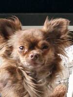 Chihuahua (Cody) Chihuahua (Cody)