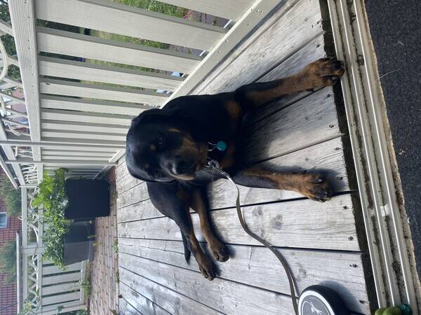 Hund - Rottweilern Casey