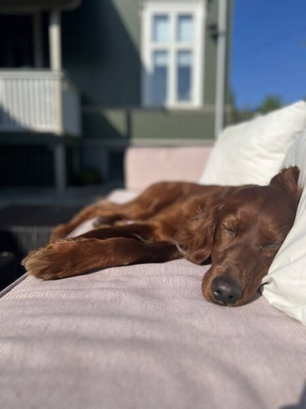 Hund - Lucky Hund - Lucky