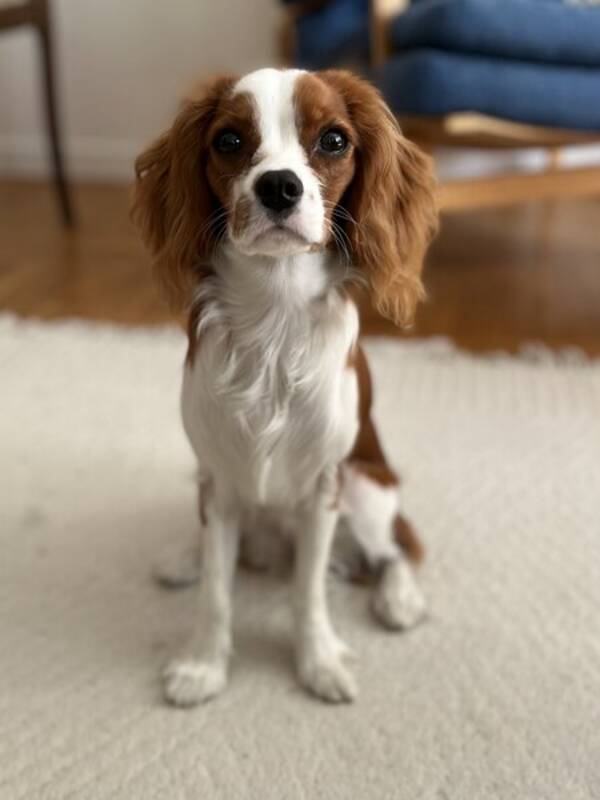 Hund - Cavalier King Charles 