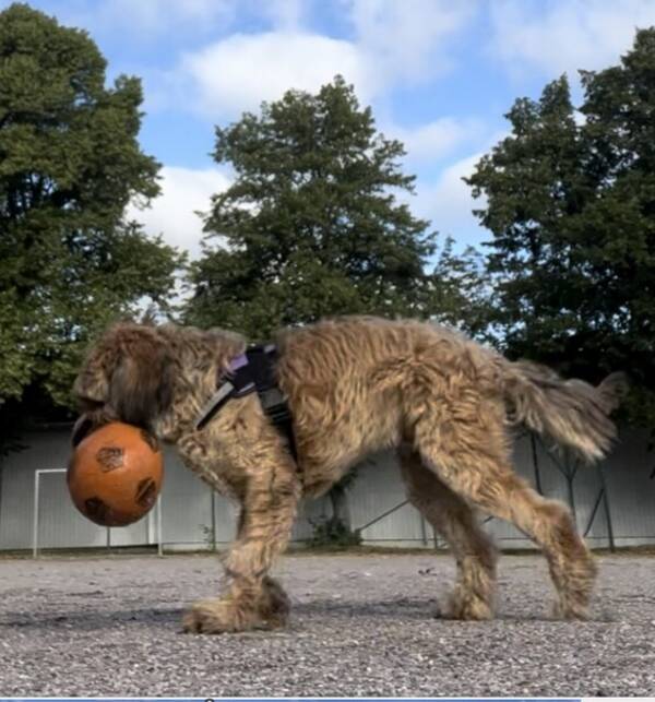 Hund - En briard som heter Zieon 