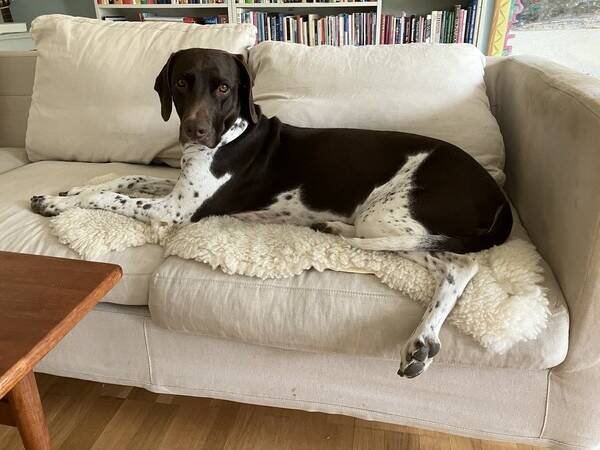 Hund - Gammel danska hnsehunden Emmy