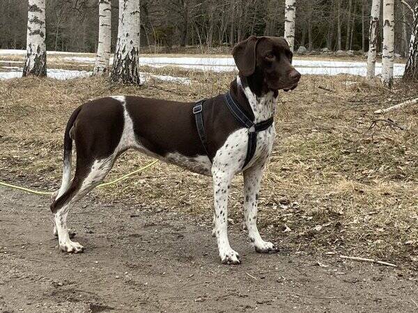 Hund - Gammel danska hnsehunden Emmy