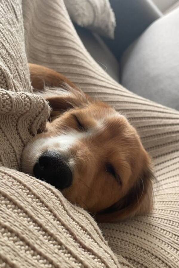 Hund - Lnghrig dvrgtax 