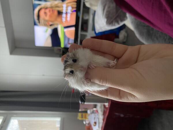 vrigt - Hamster 