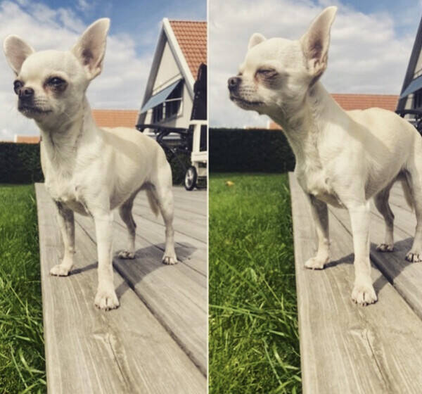 Hund - Chihuahua  Hund - Chihuahua