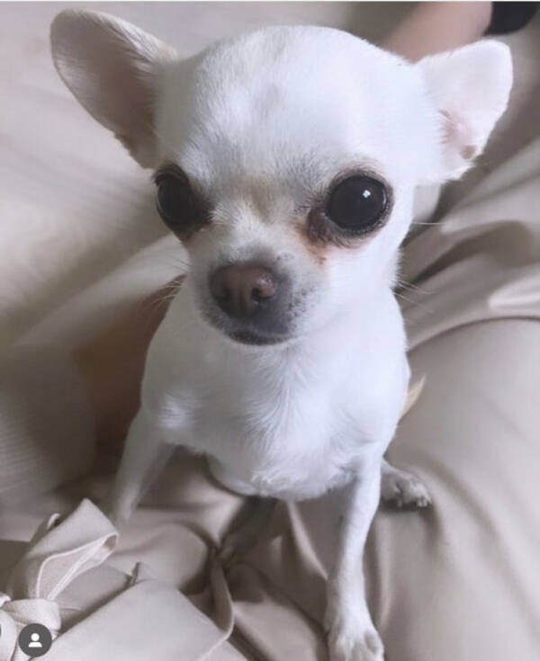 Hund - Chihuahua  Hund - Chihuahua