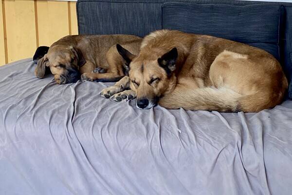 Hund - Ross och Fox