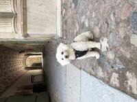 Bamse 