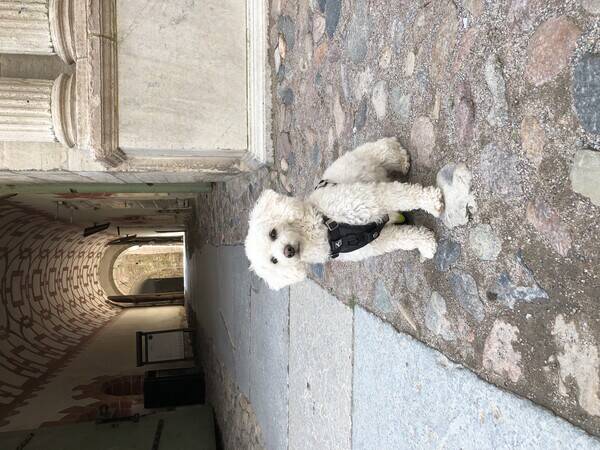 Hund - Bamse 