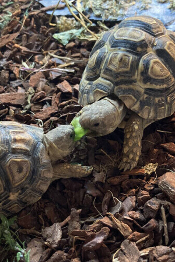 Övrigt - Leopard-landsköldpadda Milo o Muffin