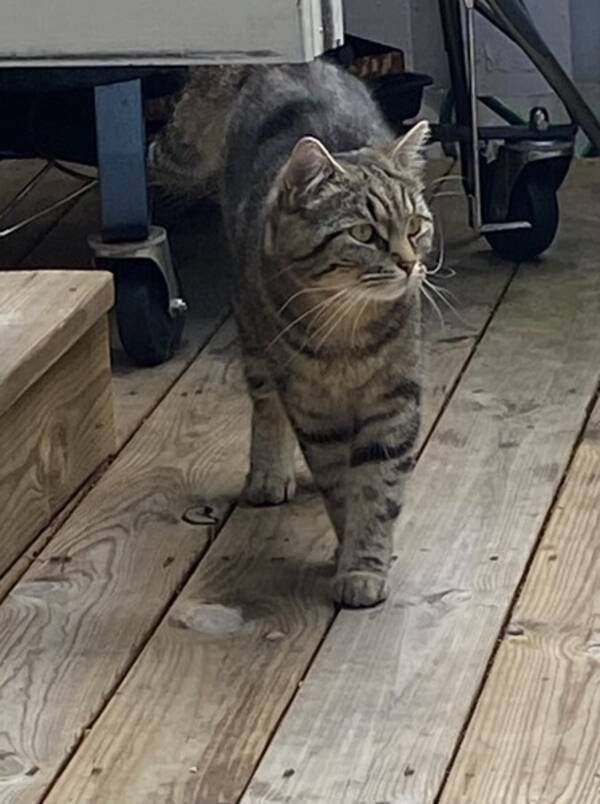 Katt - Katten Elvis 