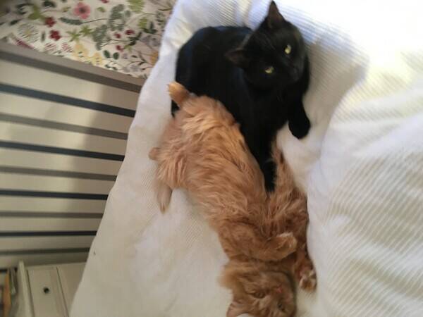 Katt - Kattbrderna Zingo och Sotis